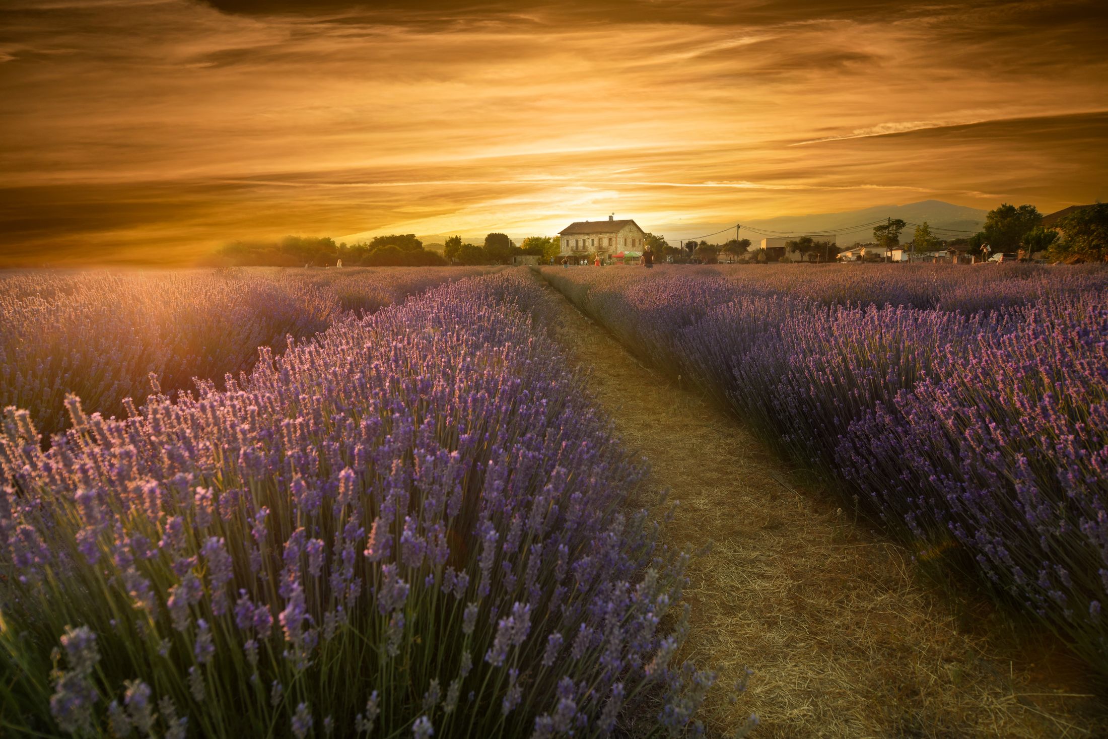 Champ de lavande au coucher du soleil doré, un mas provençal au bout du chemin